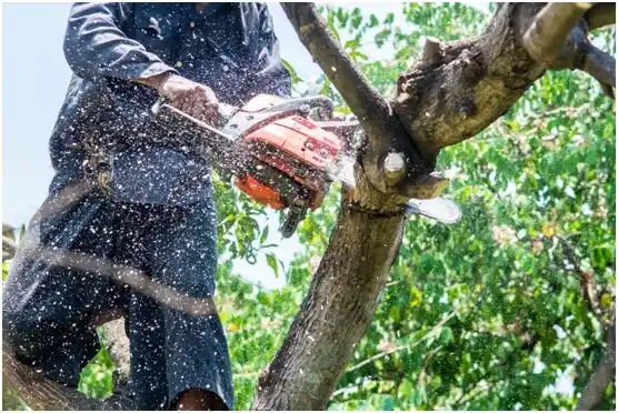 tree services La Plena